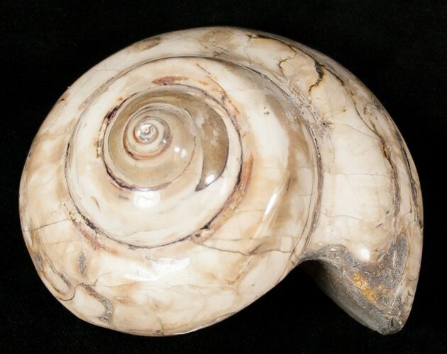 Giant Fossil Snail (Pleurotomaria) - Madagascar #13183